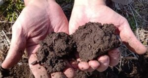 Regenerar el ambiente incrementa la competitividad