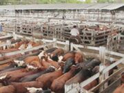 El campo rechaza y analiza medidas de fuerza ante la posible suba de retenciones