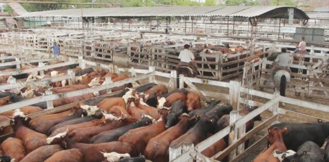 se-esperan-6-000-animales___OCdStEPwZ_1256x620__1