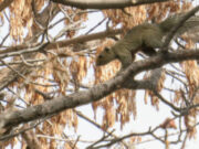 Tabaquillos y aves nativas, las especies más amenazadas por la invasión de ardillas de vientre colorado en Córdoba