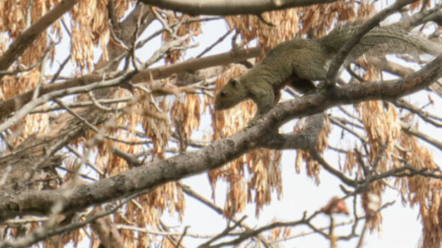 tabaquillos_y_aves_nativas__las_especies_mas_amenazadas_por_la_invasion_de_ardillas_de_vientre_colorado_en_cordoba
