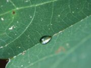 Construyen la primera base de datos sobre la transpiración de las plantas