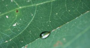 Construyen la primera base de datos sobre la transpiración de las plantas
