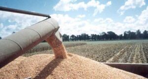¿Qué está pasando con la urea en el mundo?