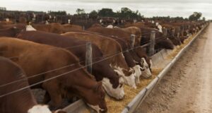 El negocio de los feedlots sigue en rojo aunque con mejoras