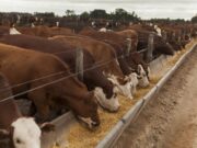 Caracterización de existencias de bovinos en establecimientos de engorde a corral