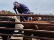 Acompañan proyectos productivos de la Agricultura Familiar en San Luis