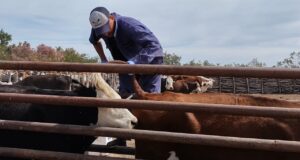 Acompañan proyectos productivos de la Agricultura Familiar en San Luis