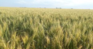 El trigo en camino a superar su mejor marca en diez años