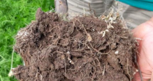 Preocupación de Aapresid ante el aumento de la superficie labrada en el país
