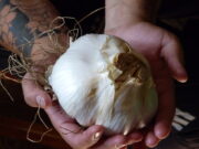 «Ajito» especial muestra la familia Gillini Espinoza de Quines