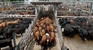 Nuevo récord: el novillo de consumo alcanza en diciembre el precio real más alto en décadas