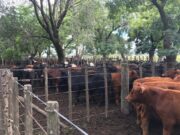En noviembre la hacienda aumentó un 16% y esperan más subas