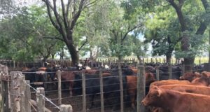 En noviembre la hacienda aumentó un 16% y esperan más subas