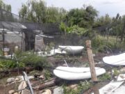 Tras el granizo, productores de Nogolí y de San Francisco piden ayuda al Gobierno