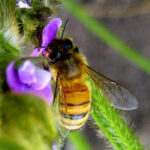 devoto – abeja-poliniza-soja