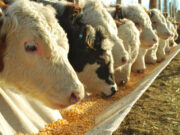 El feedlot volvió a mostrar mejoras en noviembre