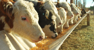El feedlot volvió a mostrar mejoras en noviembre