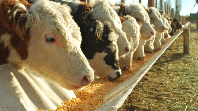 feedlot_0