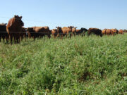 Pautas para optimizar el manejo del pastoreo de la alfalfa