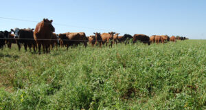 Pautas para optimizar el manejo del pastoreo de la alfalfa