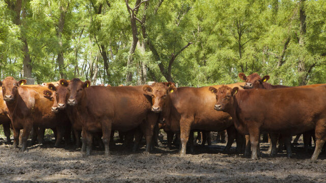 Ranchos, Partido de General Paz.Vacas con caravanas en campo