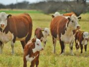 El negocio de la cría se afianza por el precio del ternero de invernada en un máximo histórico