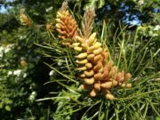 Revelan los impactos ecológicos del polen de pino