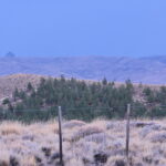 polen – pinos – créd Luis Pérez