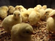 Emplearán aditivos naturales para reemplazar los antibióticos promotores de crecimiento en aves