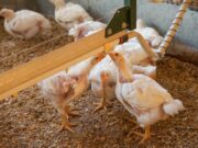 Evalúan alternativas que mejoran la productividad y la salud de los animales