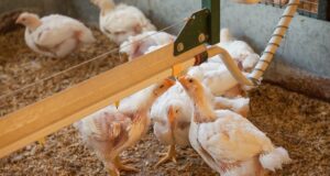 Evalúan alternativas que mejoran la productividad y la salud de los animales