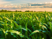 Mejorar las prácticas agropecuarias para mitigar el cambio climático
