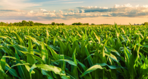 Mejorar las prácticas agropecuarias para mitigar el cambio climático