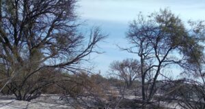 San Luis: controlaron el incendio forestal en las inmediaciones de Toro Negro