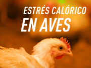 Recomendaciones para la prevención del estrés térmico por calor en aves de granja