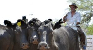 Valores firmes para las vacas en el primer remate del año de San Luis Feria