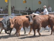La resolución del Senasa que tiene en vilo a las ferias ganaderas del interior