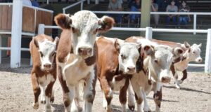 Valores muy sostenidos para la invernada en el remate de San Luis Feria