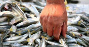 Detectan altas concentraciones de mercurio y arsénico en peces del embalse Río Tercero