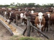 Los feedlot arrancaron 2022 a plena pérdida, pero crece el encierro ante la falta de campos