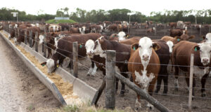 Los feedlot arrancaron 2022 a plena pérdida, pero crece el encierro ante la falta de campos
