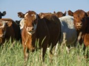 Aapresid se sumó al rechazo del cepo a la carne hasta 2023: «Las medidas intervencionistas no sirven»