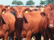 Fuerte retroceso de precios, especialmente en novillos y vacas