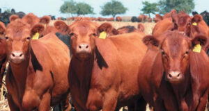 Fuerte retroceso de precios, especialmente en novillos y vacas