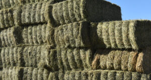 Santiago del Estero exporta a China más de 680 toneladas de fardos de alfalfa