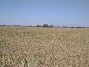 La Mesa de Enlace de Córdoba contra el “puro relato” del gobierno nacional frente a la sequía