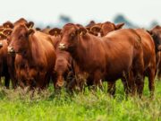 Plan GanAr: entra en vigencia la bonificación de tasa para productores ganaderos, tamberos y cooperativas