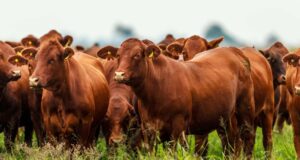 Plan GanAr: entra en vigencia la bonificación de tasa para productores ganaderos, tamberos y cooperativas