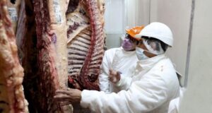 Otra alerta por efecto de la sequía: podría caer la producción de carne